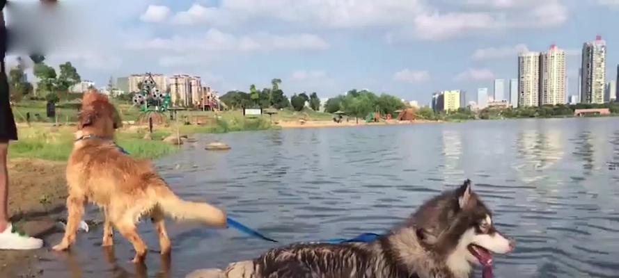 探秘阿拉斯加冰川水下奇妙世界（揭秘阿拉斯加多久可以游泳的秘密）