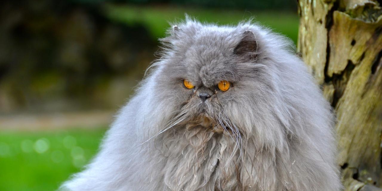 探秘波斯猫的独特特性（了解波斯猫的优雅气质与温顺性格）