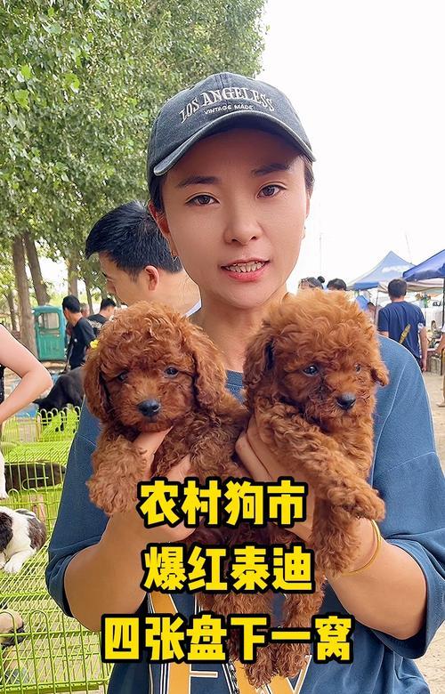 泰迪狗的饮食习惯和可食用的食物（探索泰迪狗的饮食习惯，了解哪些食物是安全可食用的）