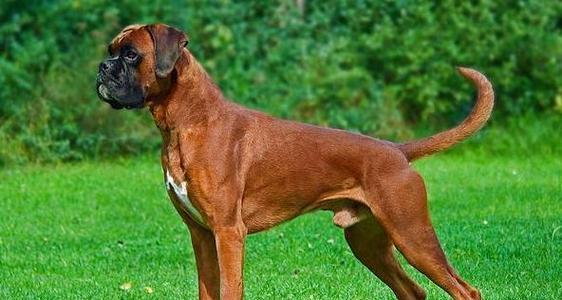 原始犬种的多样性与特征（探索原始犬种的神秘世界）