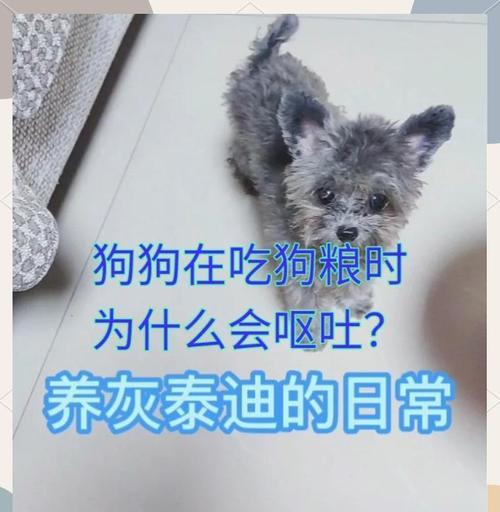 泰迪狗狗吃完狗粮后需要多久才会拉屎？（探索泰迪狗狗消化系统及排便时间的奥秘）