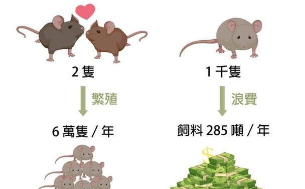 老鼠的寿命究竟有多长？（探究老鼠生命长度的关键因素及其意义）