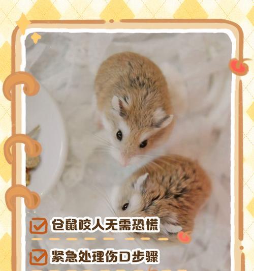 仓鼠患鼠疫后能存活多久？（仓鼠鼠疫存活期限及应对策略）