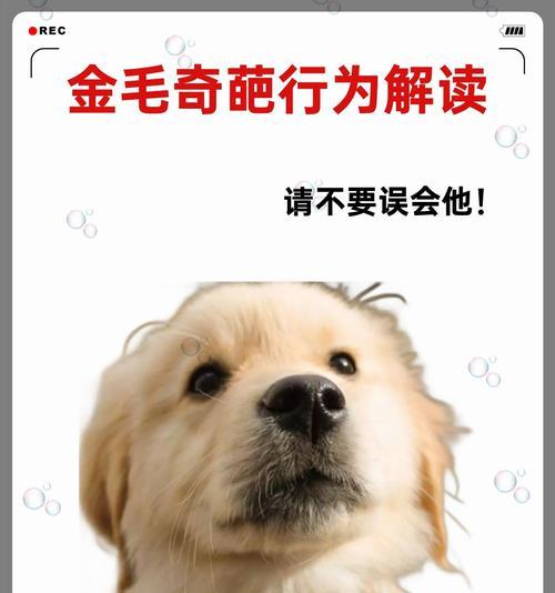 遇到狗狗常见问题？这里有解答！（帮你解决狗狗生活中的疑惑，提升铲屎官技能）