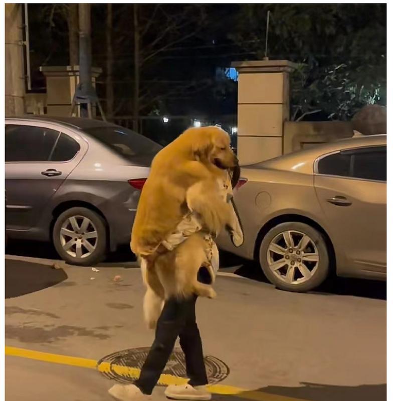 狗遛人怎么办？这5招，帮你轻松解决（如何有效地遛狗，让你和狗狗都愉快）