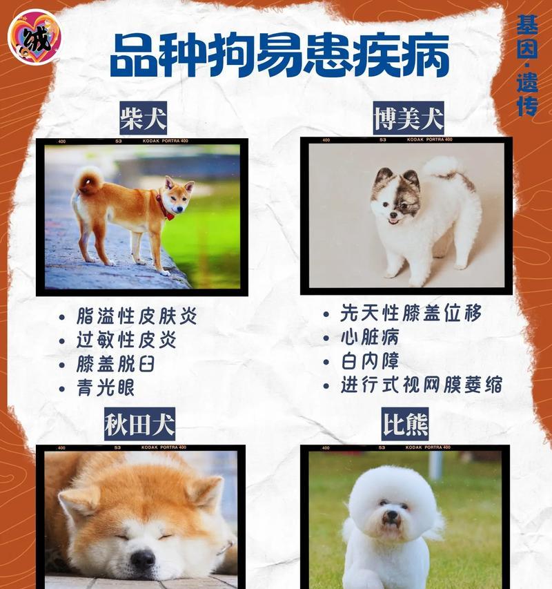 博美犬常见病大揭秘！（了解博美犬最常见的健康问题，守护你的爱宠！）