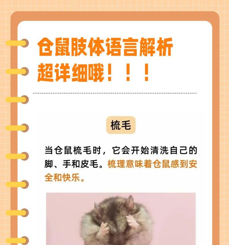 新手养仓鼠指南（基本注意事项，培养爱心与责任心）