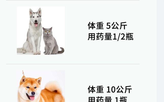 狗怀孕多久可以进行体内驱虫？（狗怀孕时进行体内驱虫的安全性和时间要求）