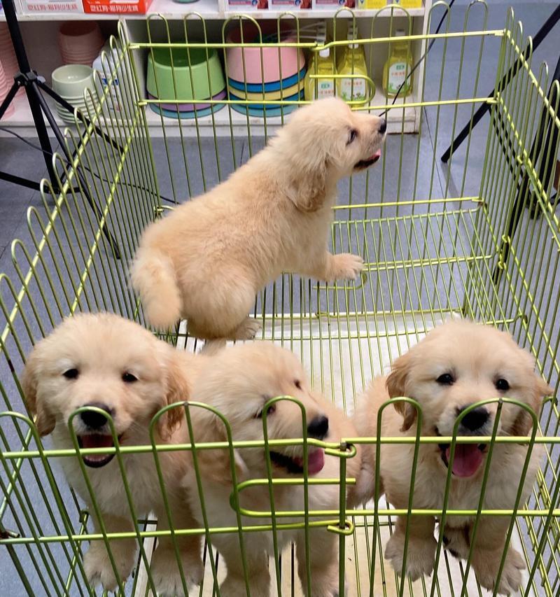 如何挑选纯种金毛（掌握六个特征，找到理想的宠物伙伴）