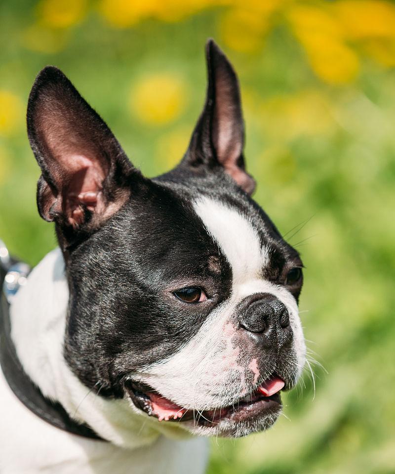 探寻波士顿犬多彩的外表色彩（揭秘波士顿犬外观中不可忽视的多样颜色）