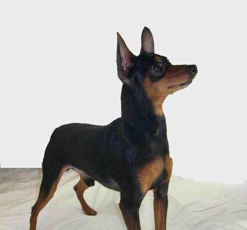 猎兔神犬（探寻犬类中最擅长抓捕兔子的猎犬品种）