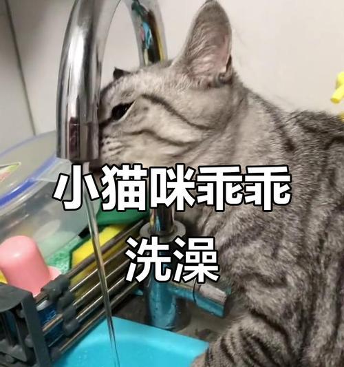 猫咪产后多久可以洗澡？（了解猫咪产后洗澡的最佳时机和注意事项）