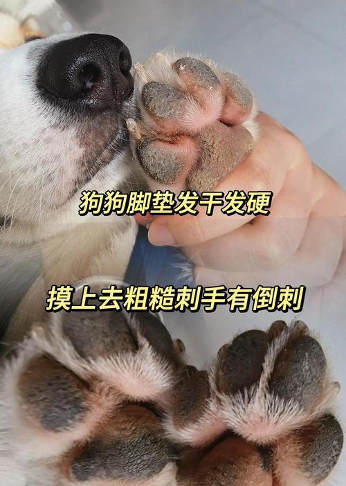 狗狗伤害大的事情（了解和预防狗狗对人类的伤害，）