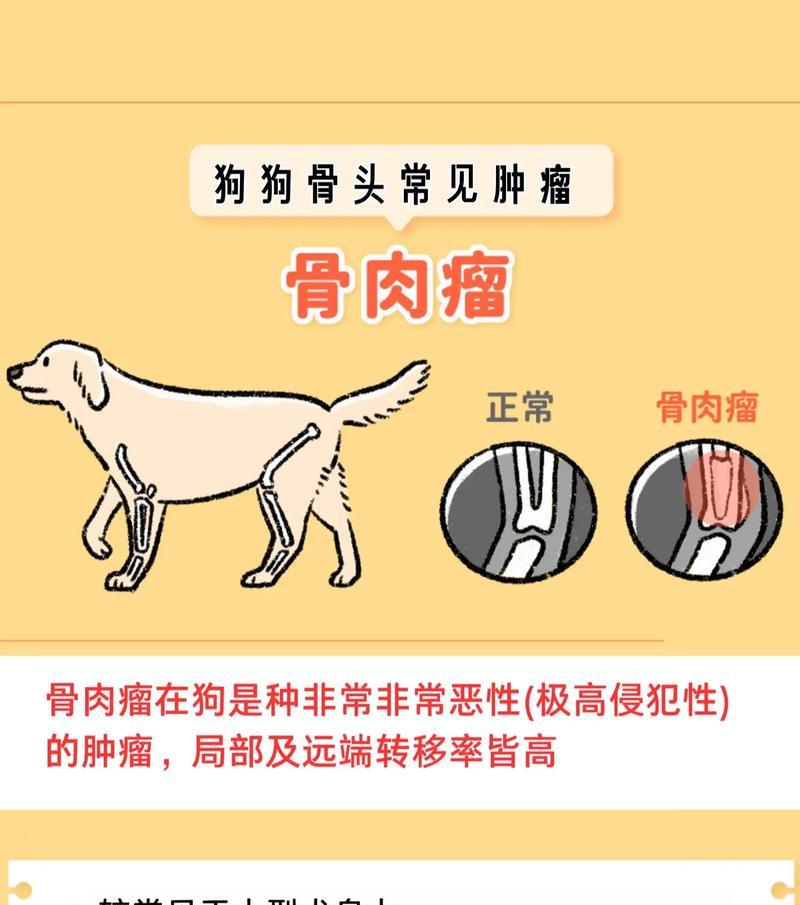 了解狗狗骨刺症状，保障宠物健康（掌握关键信息，及时预防和治疗）