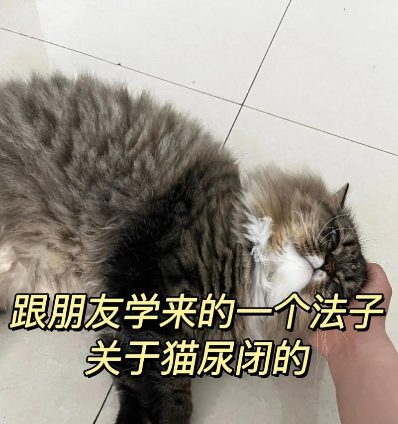 救救猫咪！猫闭尿的治疗费用多少？