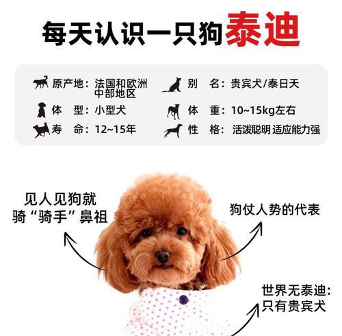 泰迪毛生长周期解析（揭秘泰迪毛生长过程及关键因素）