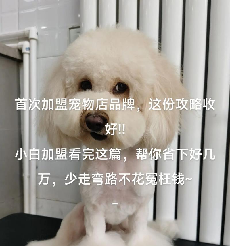 宠物加盟连锁品牌（了解宠物加盟连锁品牌的机会与优势）