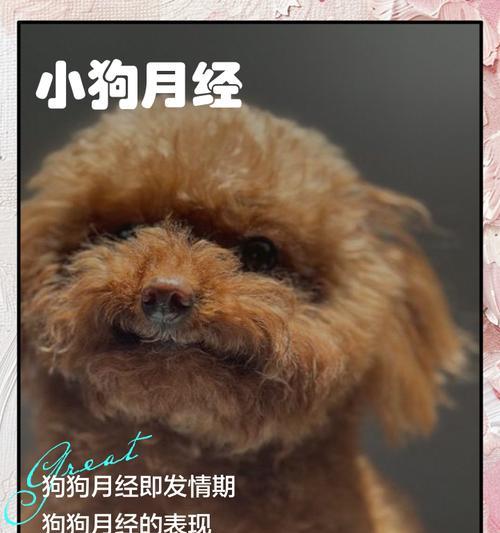母狗的月经周期及相关注意事项（了解母狗月经的周期和生理变化，关注狗妈妈的健康）