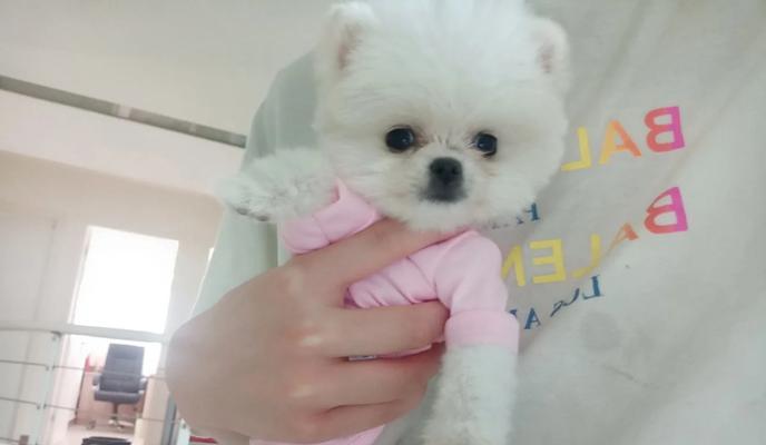 买一只“博美犬”需要多少钱？（购买渠道及相关信息）