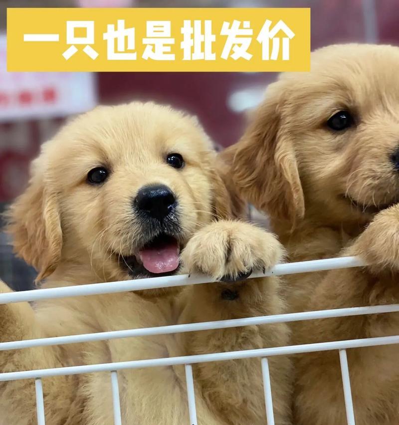 金毛犬的成长周期及适宜养育时长（了解金毛犬的生长发育过程，选择适合的饲养时间）