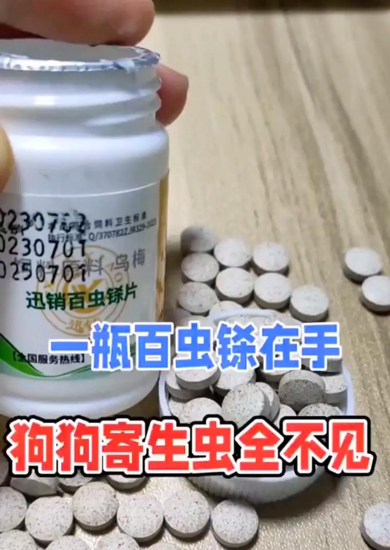 揭秘狗身上的虫子（深入研究狗身上的常见虫子及其防治方法）