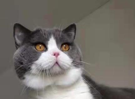 如何成为一只英短蓝猫的贴心主人（饮食、运动、生活三大方面全面照顾你的英短蓝猫）
