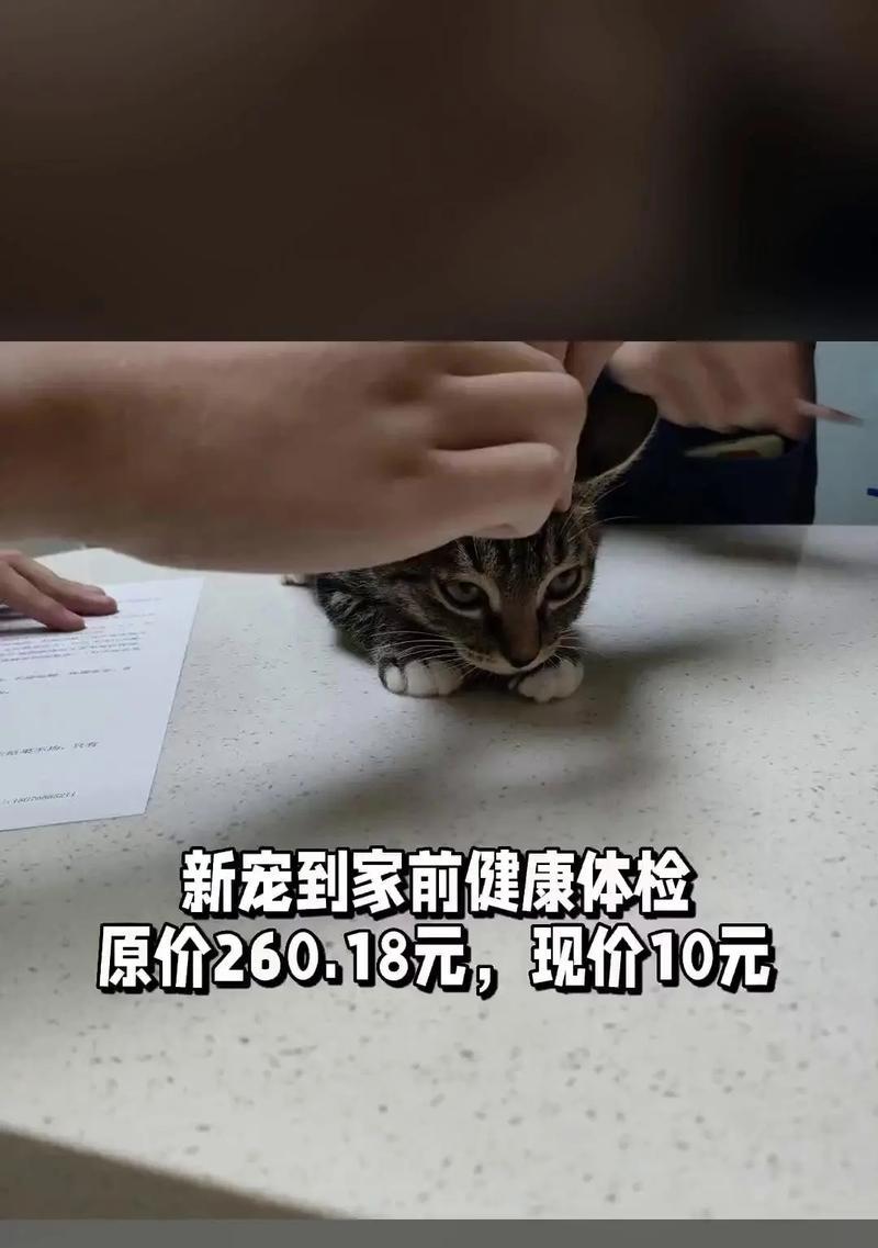 宠物猫体检（宠物猫体检的意义和常见项目，为你的爱猫保驾护航）
