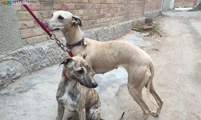 惠比特犬价格详解（了解惠比特犬的价格及相关因素）