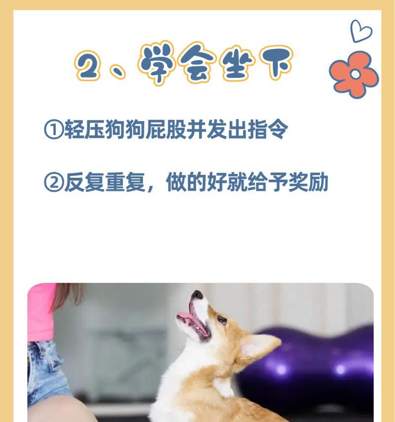如何快速训练狗狗学会基本指令（以多久能让狗学会？）