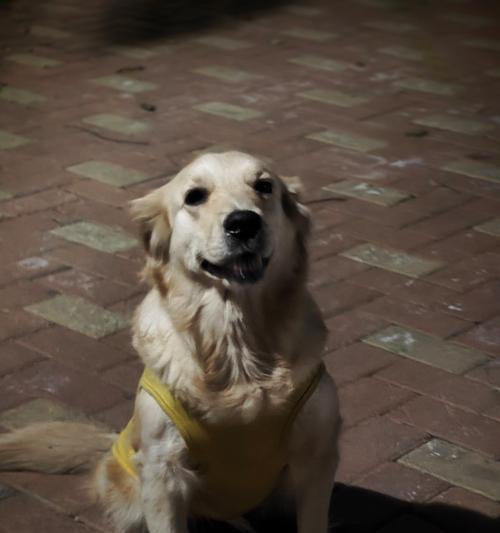 夏天饲养金毛犬的6大攻略（新手宠主速看！如何在夏天正确饲养金毛犬）