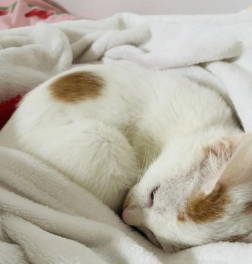 猫鼻支对猫干扰素的作用及持续时间研究（揭秘猫鼻支对猫干扰素影响的关键因素）