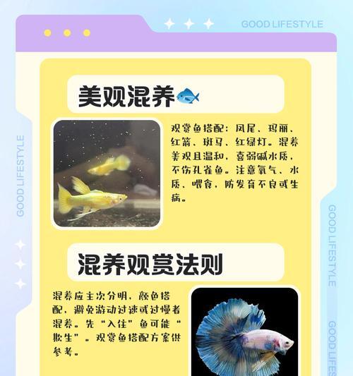 如何选购和养护接吻鱼（从选鱼到繁殖小鱼，这些经验帮你养好它）