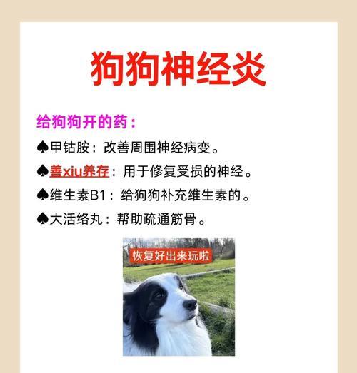狗狗抽搐（保障宠物健康的重要性与抽搐的常见原因）