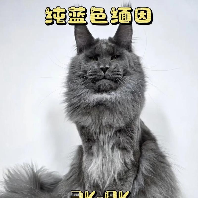 宠物猫的价格及年龄段对价格的影响（不同年龄段宠物猫的价格以及市场趋势）