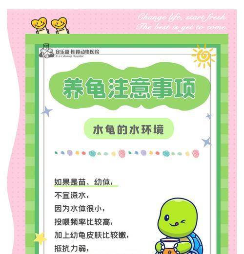乌龟回家后的护理及准备工作（细致呵护，打造舒适家园）