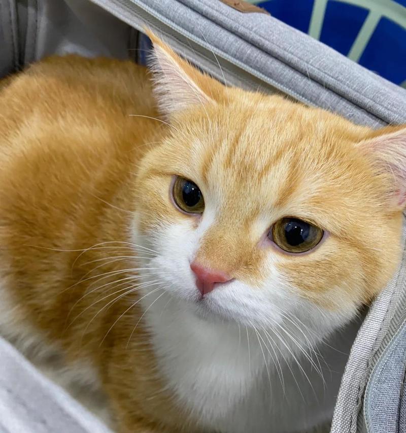 两个月大猫一天睡多久？（探究幼猫的睡眠需求及其重要性）