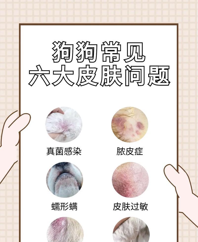 狗狗皮肤病大揭秘（探索宠物狗常见皮肤病的迷雾，解决你的困惑）