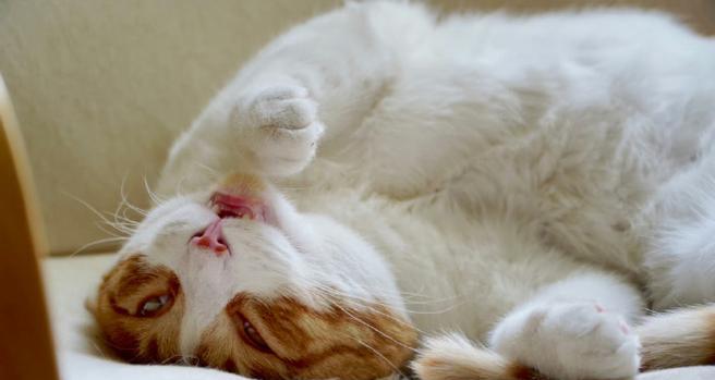 小猫如何变成大猫？（揭秘小猫成长的奥秘，）