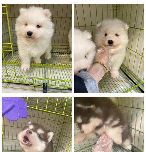 萨摩耶成年需要多长时间？（揭秘萨摩耶从幼犬到成年犬的成长过程）