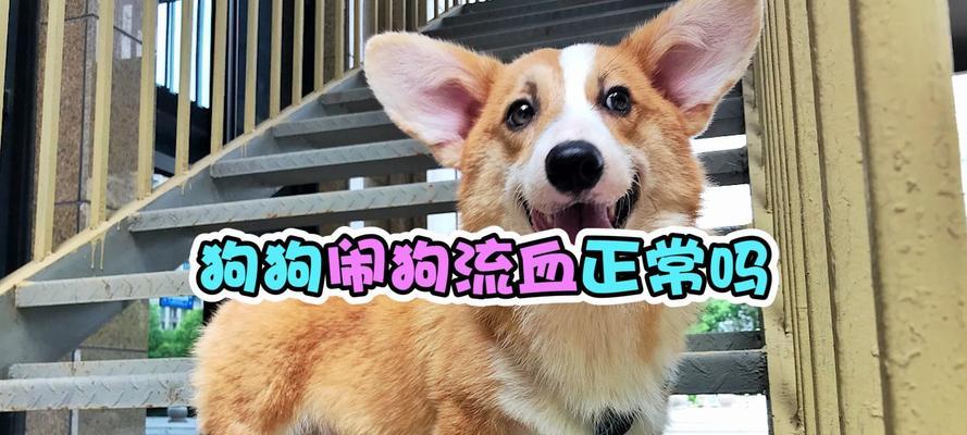 狗狗多久闹狗？（狗狗的行为习惯如何影响其闹腾程度）