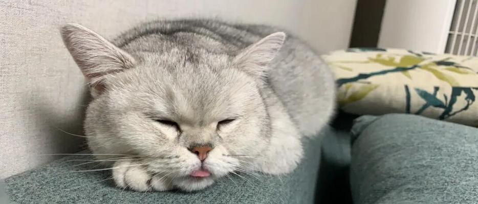 母猫吃掉幼崽的6个现实原因（了解为什么母猫会狠心吃掉自己的孩子，揭开动物行为背后的真相）