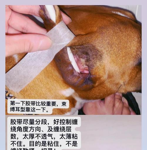 狗狗绑耳的最佳时间和持续时间（探究狗狗绑耳的正确时间和时长）