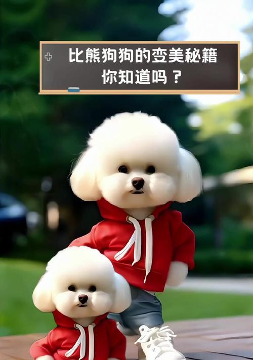 从黄毛到白如雪，比熊犬的蜕变奇迹（了解比熊犬毛发变白的关键和时间周期）
