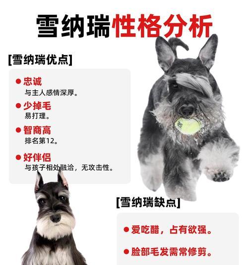 上班族为何喜欢养雪纳瑞？（探究雪纳瑞的优点与上班族的需求）
