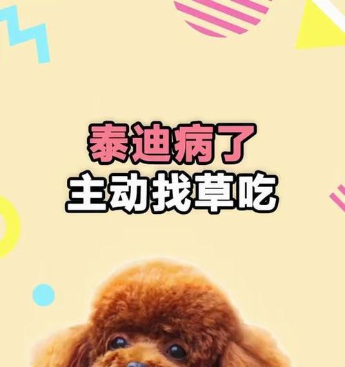 科学喂养泰迪幼犬的方法（根据体质定量饮食，健康成长）