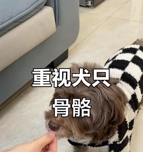 狗吃骨头要煮多久合适？（探讨狗吃骨头煮熟的最佳时间）