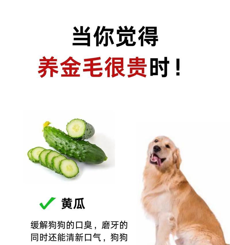 金毛犬生长阶段的十问十答（从幼崽到成年，了解金毛犬生长过程中的关键阶段）