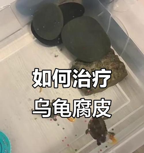 养龟必知（解读乌龟腐皮腐甲，帮助您有效保护爬行宠物）
