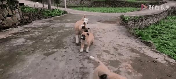 中国出名的狗仔（揭秘中国狗仔行业的顶尖名字）