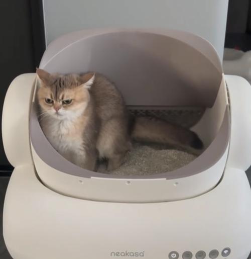 为什么猫咪喜欢滚猫砂盆？（揭秘猫咪滚猫砂盆的奥秘）